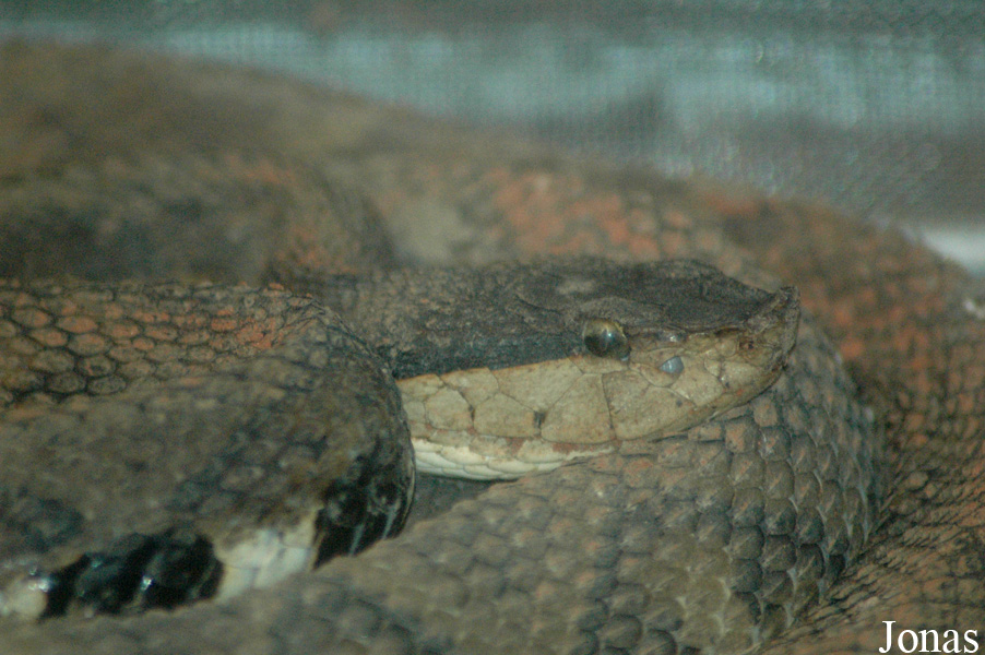 Shanghai Zoo
