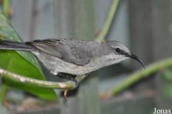 Tropical Wings Zoo