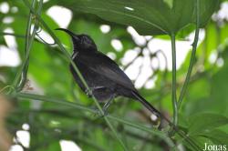 Tropical Wings Zoo