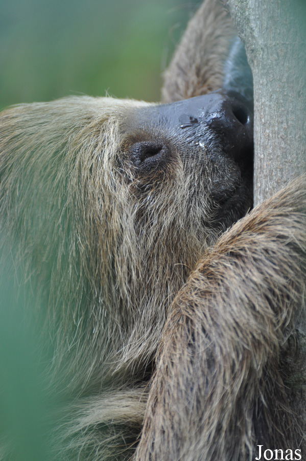 Colchester Zoo