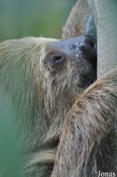 Colchester Zoo