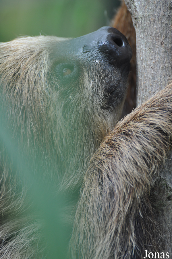 Colchester Zoo