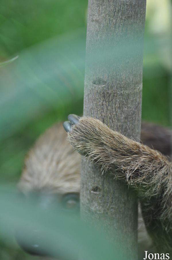 Colchester Zoo