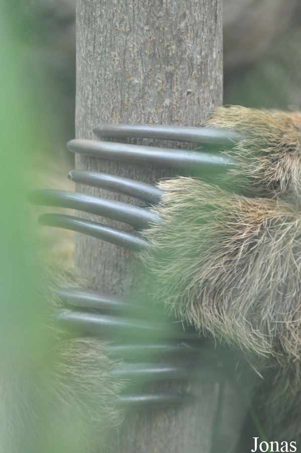 Colchester Zoo
