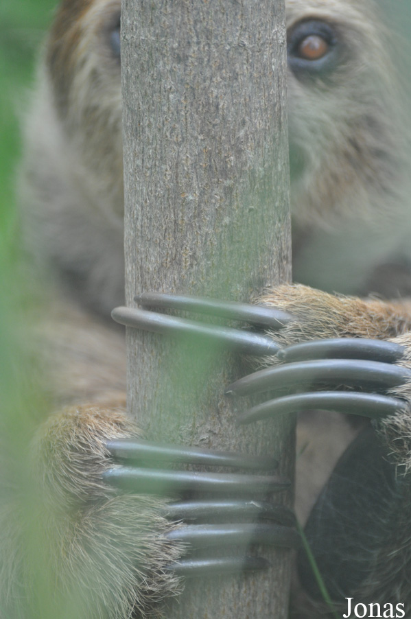 Colchester Zoo