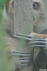 Colchester Zoo
