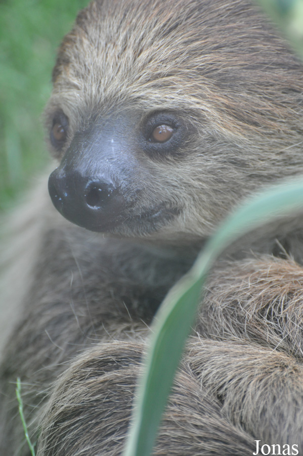 Colchester Zoo