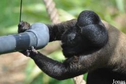 Colchester Zoo