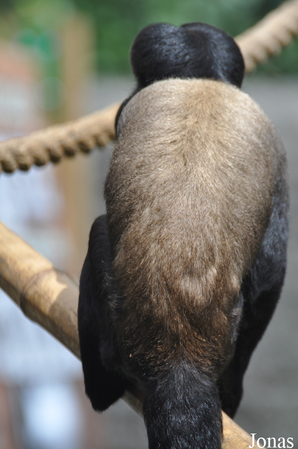 Colchester Zoo