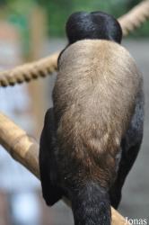 Colchester Zoo