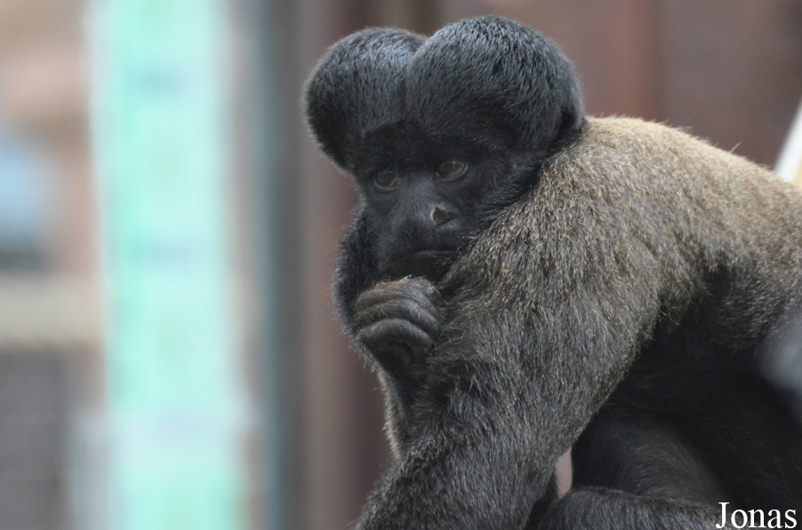 Colchester Zoo
