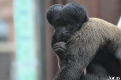 Colchester Zoo