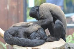Colchester Zoo