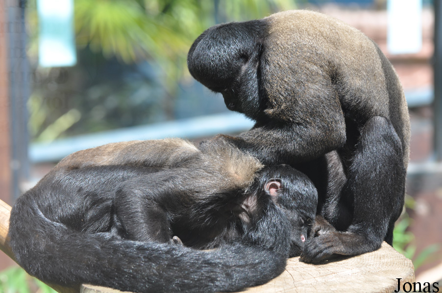 Colchester Zoo