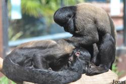 Colchester Zoo