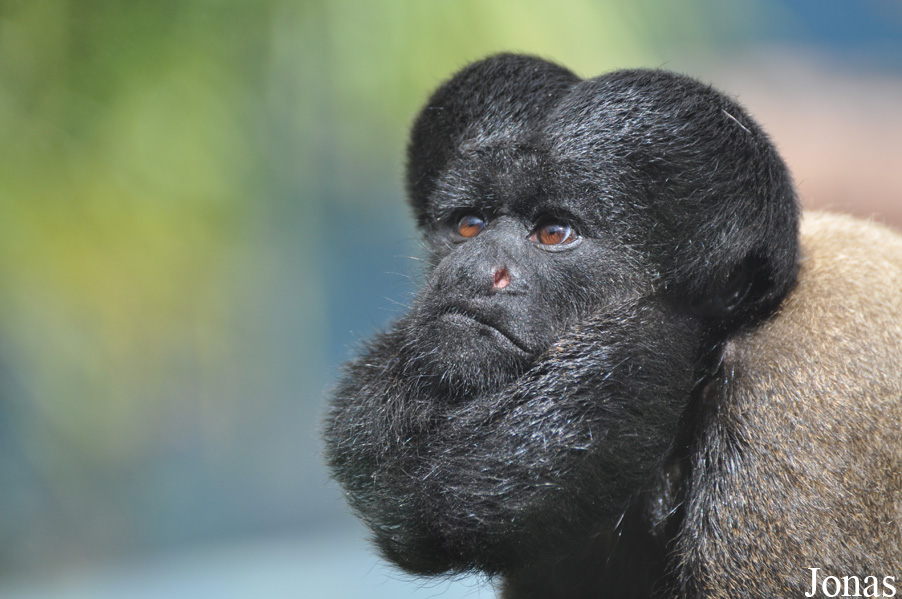 Colchester Zoo