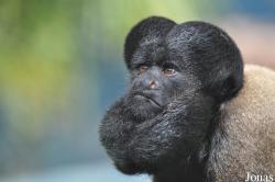 Colchester Zoo