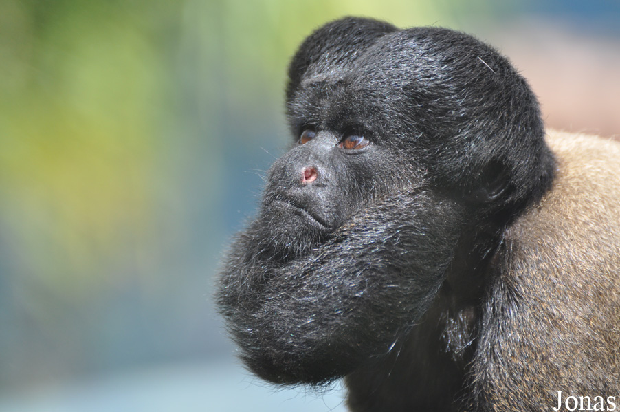 Colchester Zoo