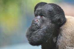 Colchester Zoo