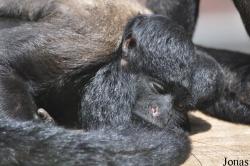 Colchester Zoo