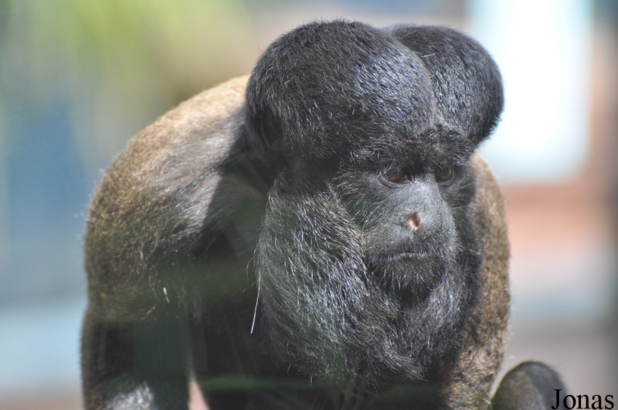 Colchester Zoo