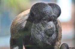 Colchester Zoo