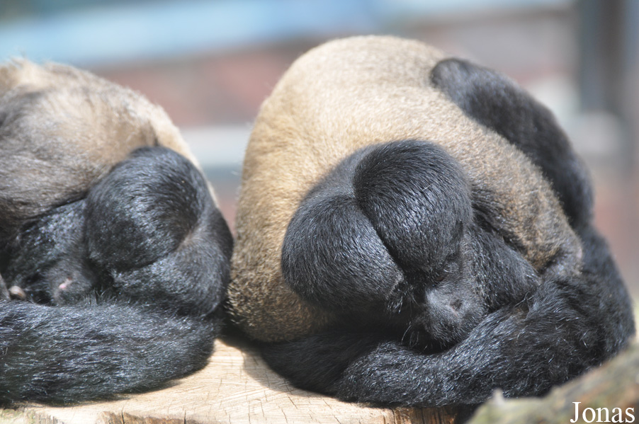 Colchester Zoo