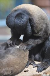 Colchester Zoo