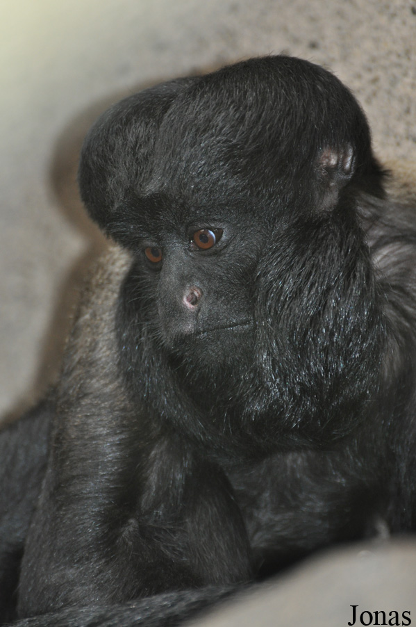 Colchester Zoo
