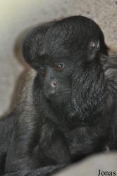 Colchester Zoo