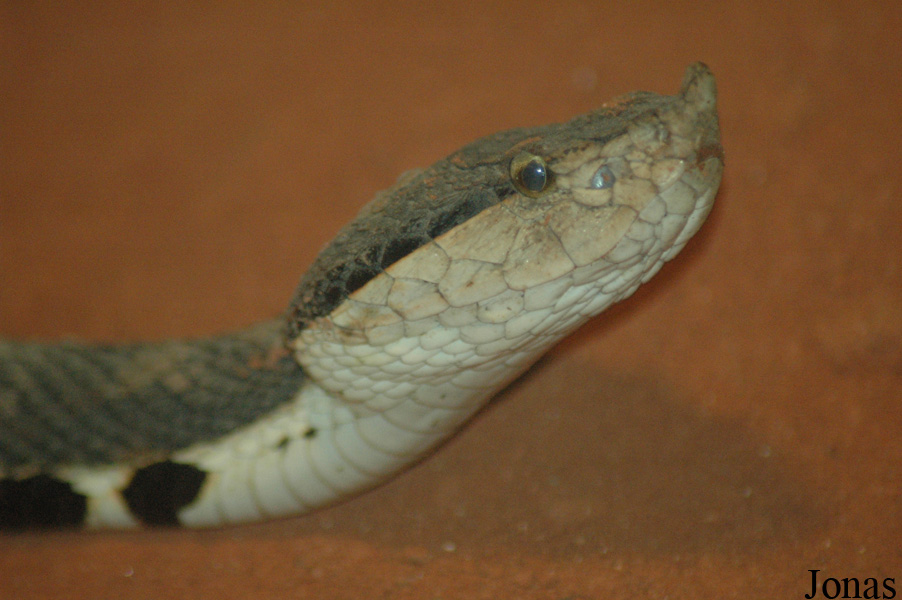 Shanghai Zoo