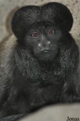 Colchester Zoo