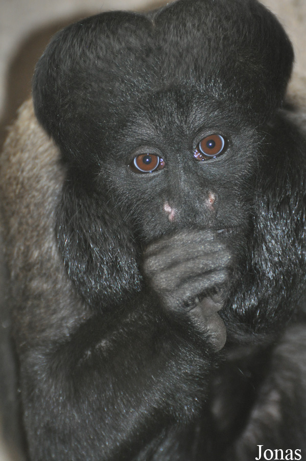 Colchester Zoo