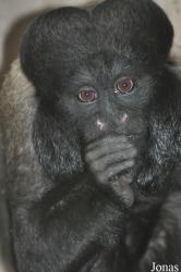 Colchester Zoo