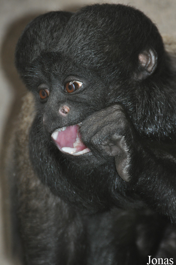 Colchester Zoo