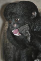 Colchester Zoo