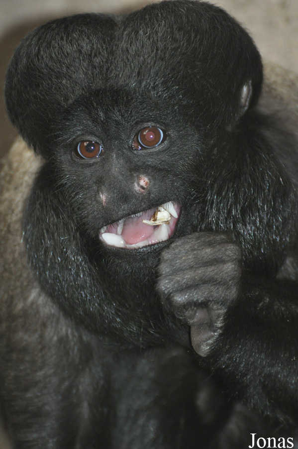 Colchester Zoo