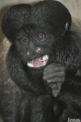 Colchester Zoo