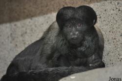 Colchester Zoo