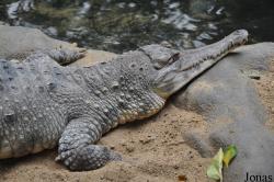 Colchester Zoo