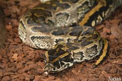 Python sebae