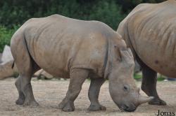 Colchester Zoo