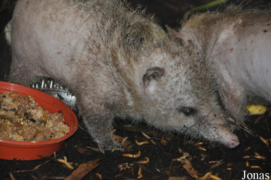 Colchester Zoo
