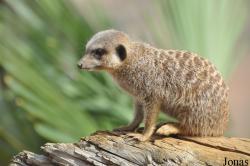 Colchester Zoo