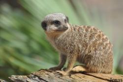 Colchester Zoo