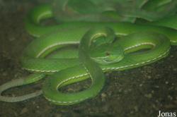 Trimeresurus stejnegeri
