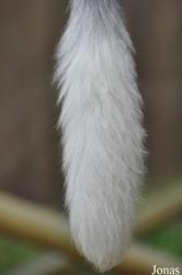 Colchester Zoo