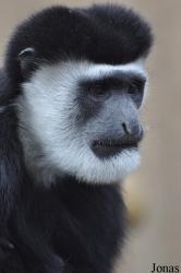 Colchester Zoo