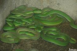 Shanghai Zoo