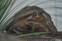Colchester Zoo